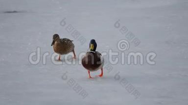 在初冬时节，鸭子在新的薄冰上行走